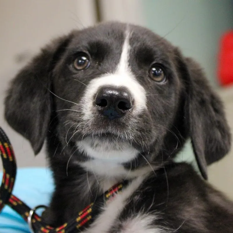 A baby medium-sized male Black Shepherd dog named Applejacks for adoption in South Elgin, IL