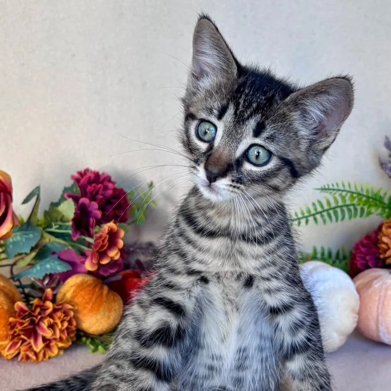 A baby small-sized male Domestic Short Hair cat named Lonnie for adoption in Minneapolis, MN