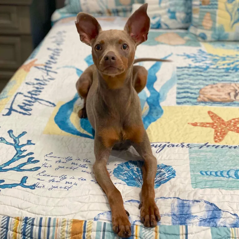 An adult small-sized male Brown / Chocolate Miniature Pinscher dog named Leonidas for adoption in Corpus Christi, TX