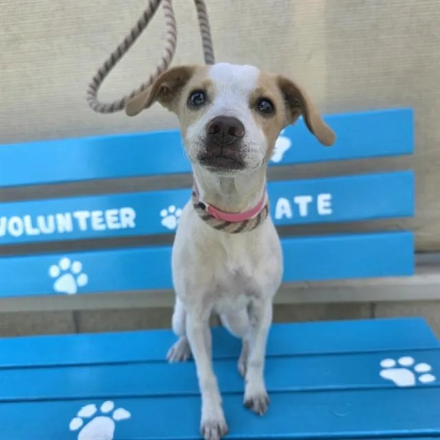 A young small-sized female Chihuahua dog named Billi for adoption in Long Beach, CA
