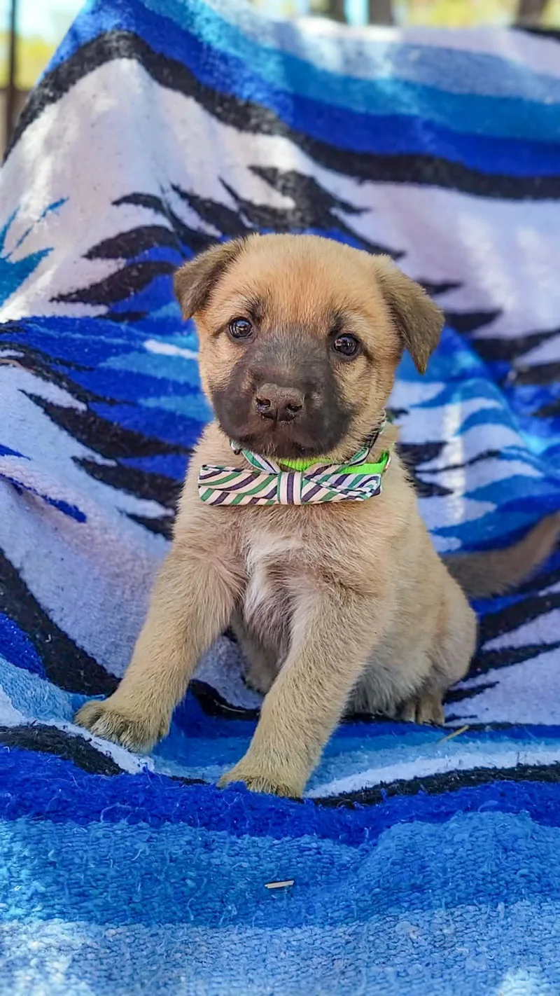 A baby medium-sized male German Shepherd Dog dog named Mantis for adoption in Anza, CA