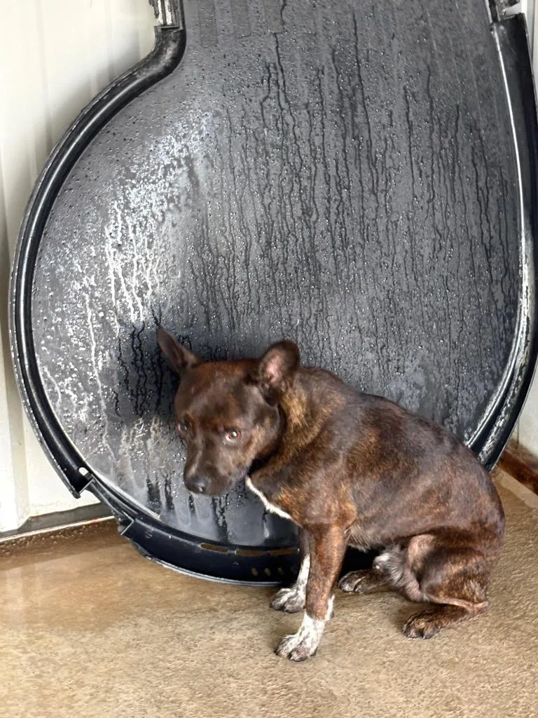 An adult medium-sized male Boston Terrier dog named Tatum for adoption in Ada, OK