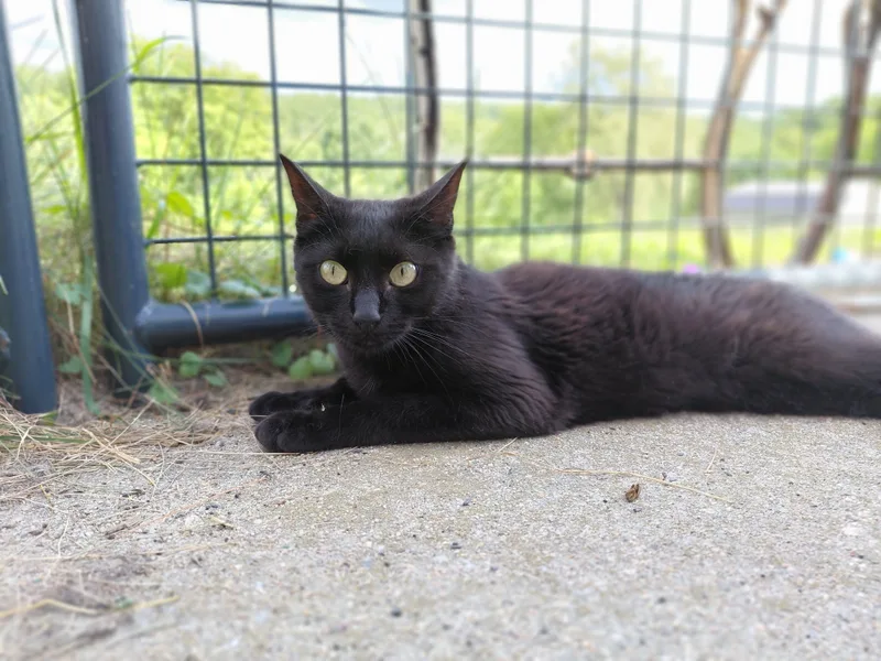 An adult medium-sized female Black Domestic Short Hair cat named Zeela for adoption in Littleton, NH