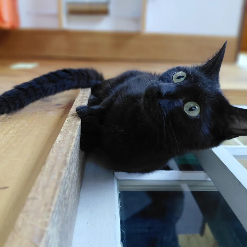 Zeela thumbnail 6