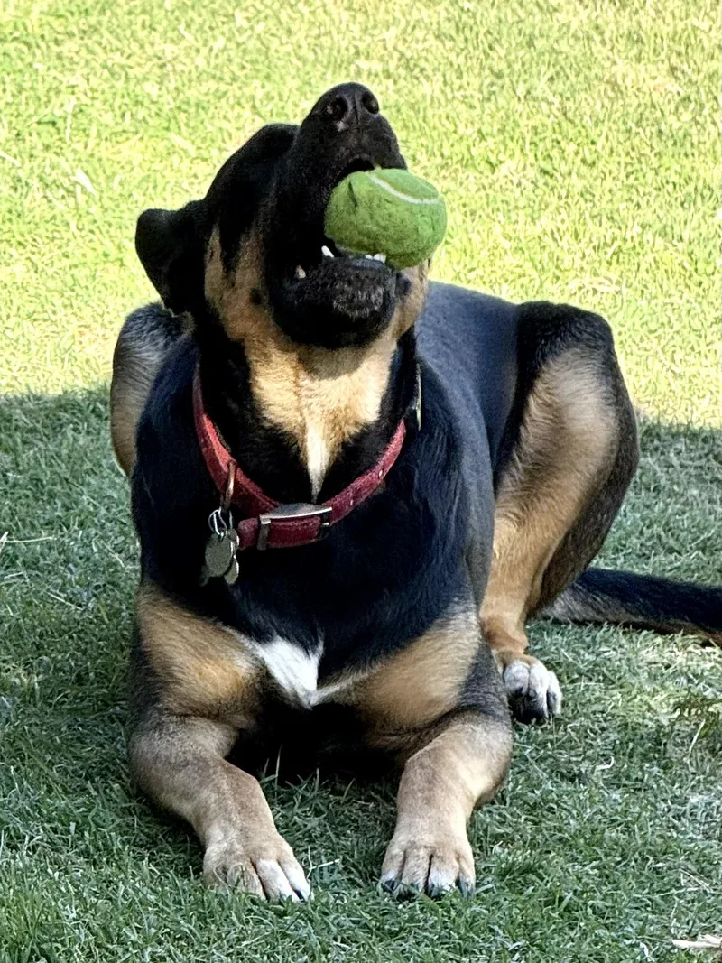 An adult large-sized female Bicolor German Shepherd Dog dog named Pippa for adoption in Thousand Oaks, CA