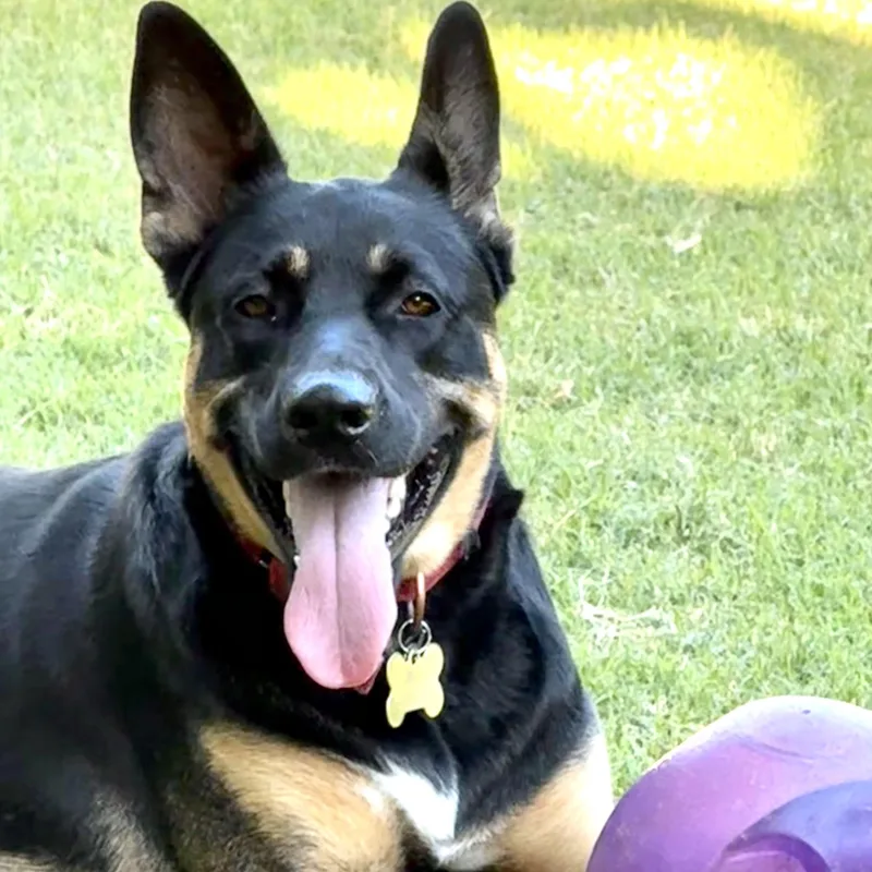 Pippa thumbnail 3