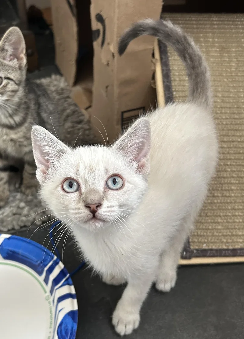 A baby small-sized female Domestic Short Hair cat named Gemini for adoption in Havertown, PA