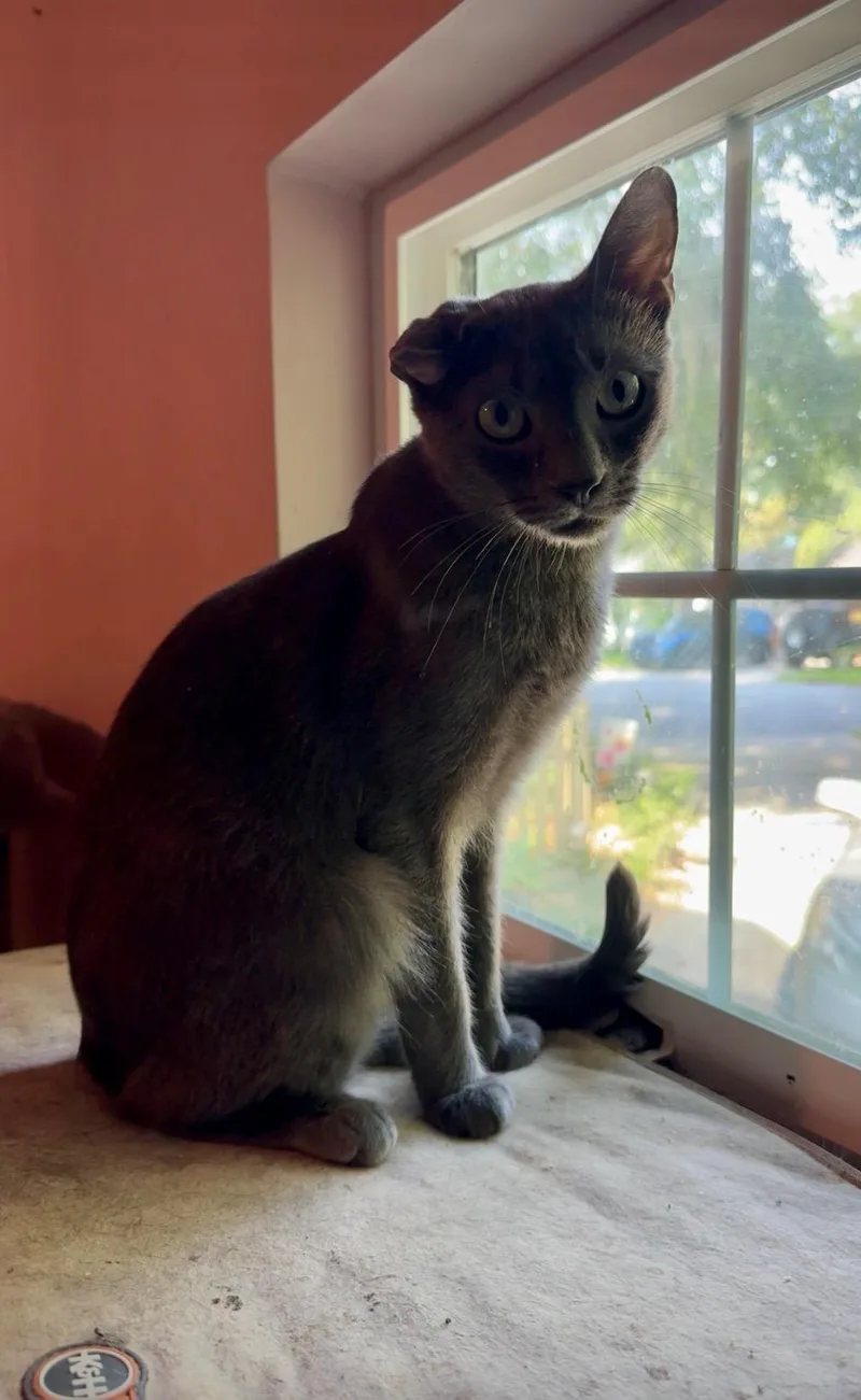 An adult medium-sized male Gray / Blue / Silver Domestic Short Hair cat named Saint for adoption in Jacksonville, FL