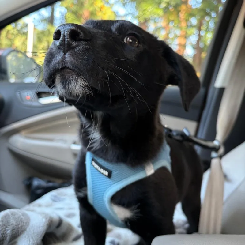 A baby medium-sized male Black Labrador Retriever dog named Licorice for adoption in Raleigh, NC