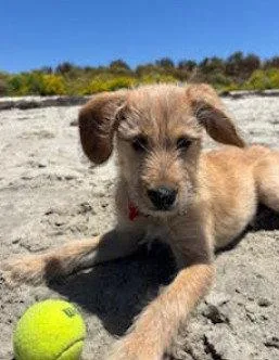 A baby medium-sized male Labrador Retriever dog named Katsu for adoption in San Diego, CA