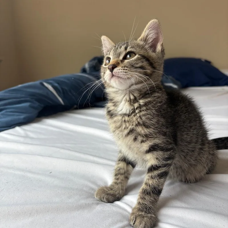 A baby small-sized male Brown / Chocolate Domestic Short Hair cat named Cache Holland for adoption in Eagle Mountain, UT