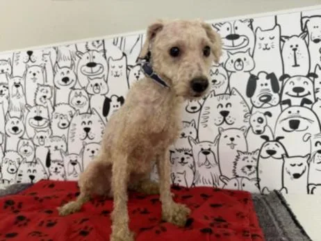 An adult medium-sized male Poodle dog named Zack for adoption in San Pedro, CA
