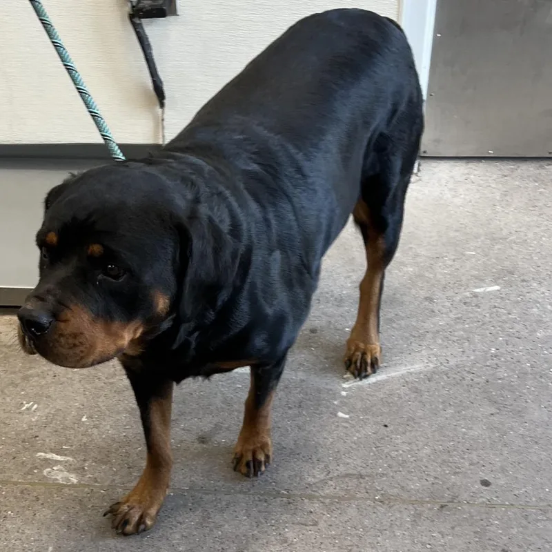 An adult extra large-sized female Mixed Breed dog named Anna for adoption in Las Cruces, NM