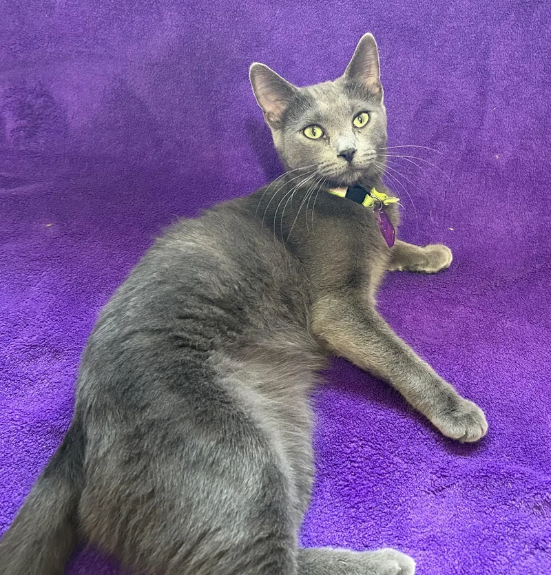 A young medium-sized male Gray / Blue / Silver Domestic Short Hair cat named Lorax for adoption in La Salle, IL