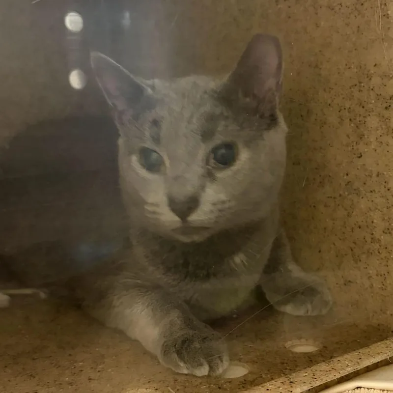 An adult medium-sized female Gray / Blue / Silver Domestic Short Hair cat named Margo for adoption in Asheville, NC