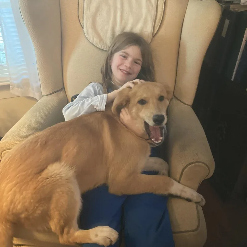 A young medium-sized female Yellow / Tan / Blond / Fawn Mixed Breed dog named Whiskey for adoption in Winston Salem, NC