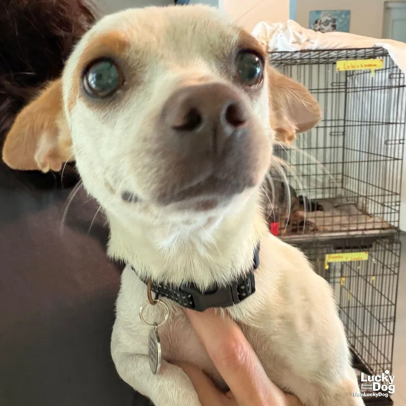 A young small-sized female Chihuahua dog named Colette for adoption in Washington, DC