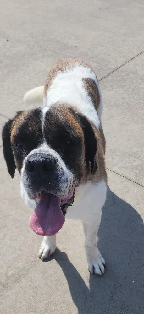 An adult large-sized female Tricolor (Brown, Black, & White) Saint Bernard dog named Violet for adoption in Aurora, CO