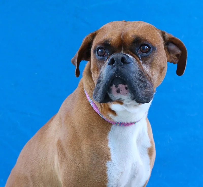 A senior medium-sized male Boxer dog named Spot for adoption in Pasadena, CA