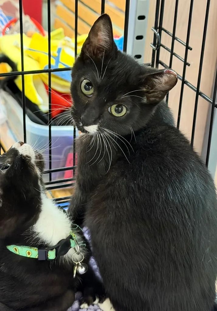 A baby small-sized male Domestic Short Hair cat named Kytalin for adoption in Augusta, GA