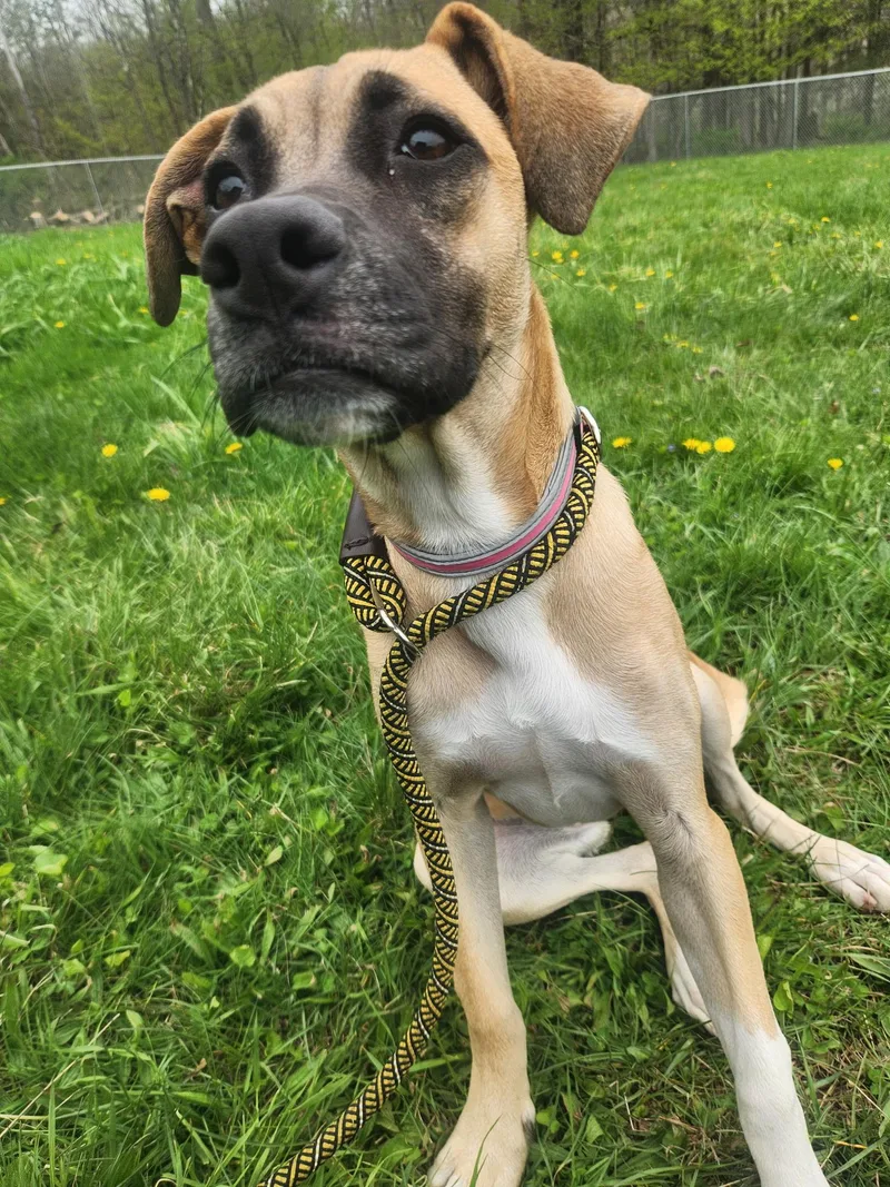 A young medium-sized female Golden Mixed Breed dog named Bliss for adoption in North Abington Township, PA