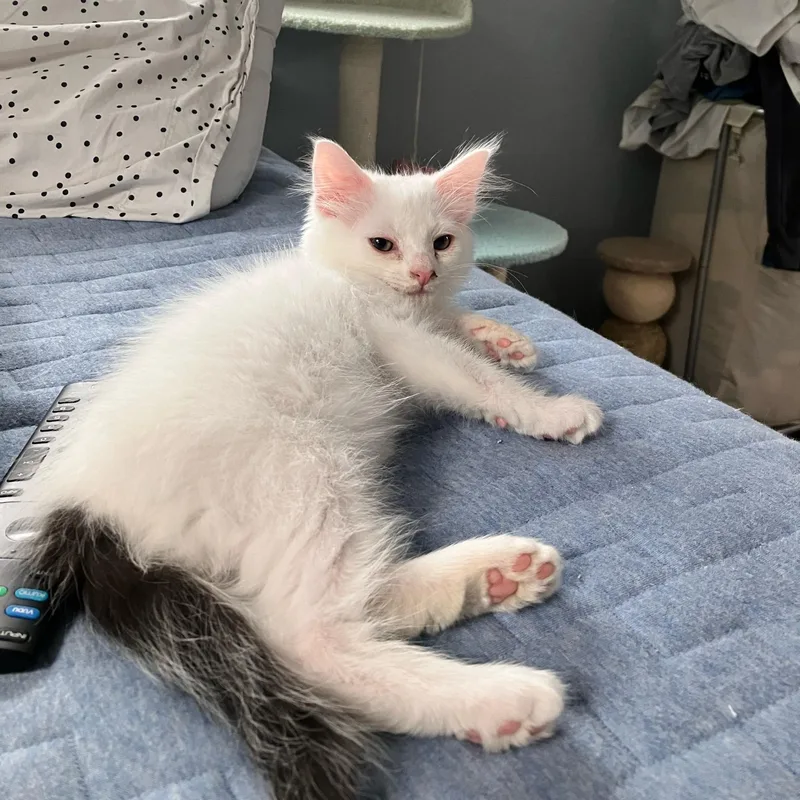 A baby medium-sized female White Domestic Long Hair cat named Bluebell for adoption in Moriches, NY