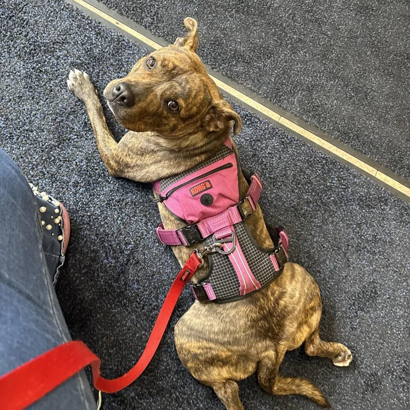 A young medium-sized female Brown / Chocolate American Staffordshire Terrier dog named Queenie for adoption in Chicago, IL