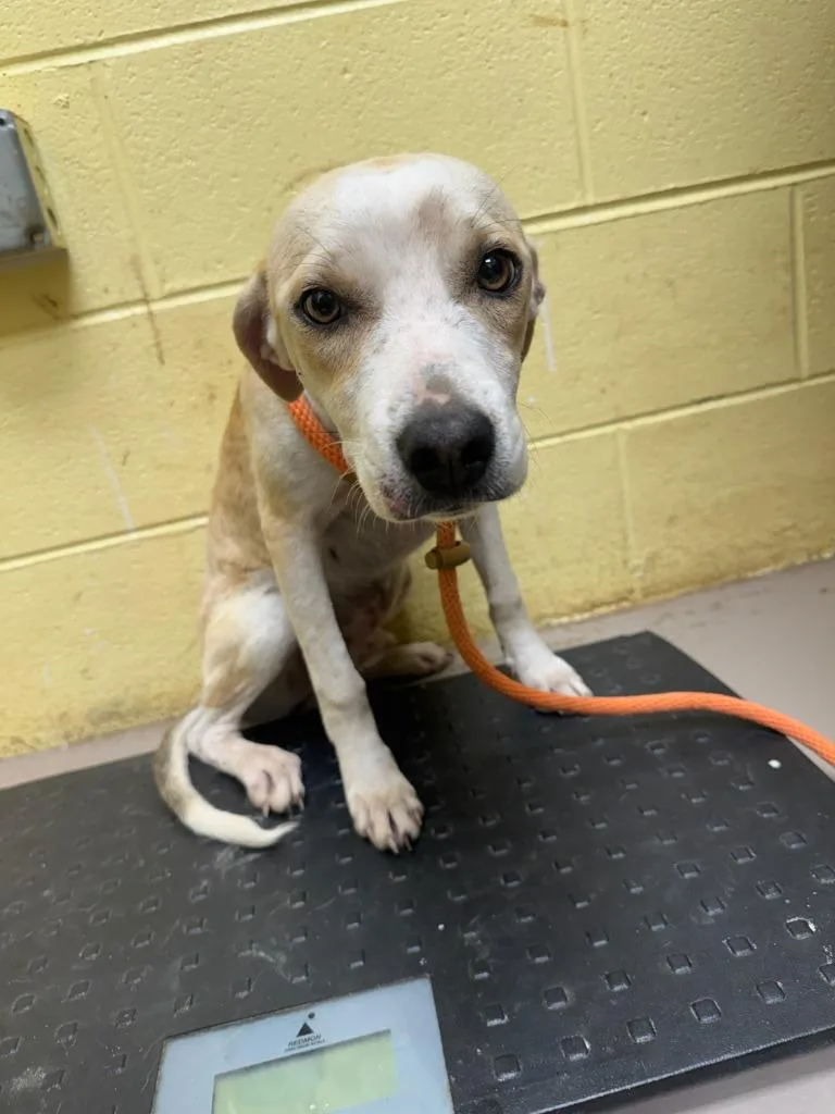 A young medium-sized male Mountain Cur dog named Kermit for adoption in Crossville, TN