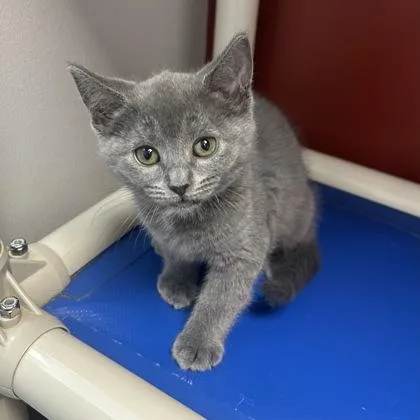 A baby small-sized female Domestic Short Hair cat named Violet for adoption in Janesville, WI