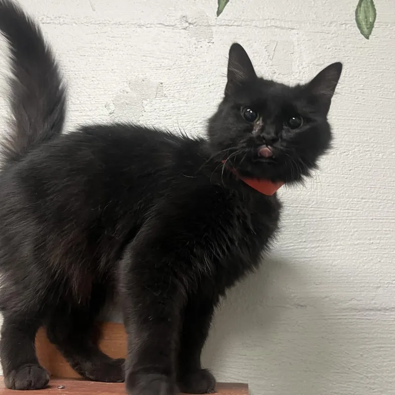A young medium-sized female Domestic Short Hair cat named Hayden for adoption in Clanton, AL