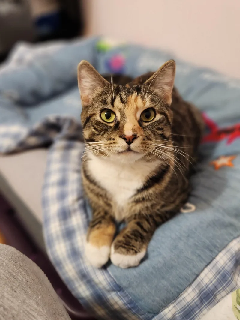 An adult medium-sized female Domestic Short Hair cat named Penelope for adoption in Sudbury, MA