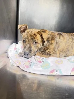 A baby small-sized female Pit Bull Terrier dog named Prudence for adoption in South Bend, IN