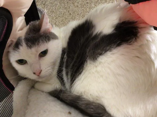 An adult small-sized female Domestic Short Hair cat named Pebbles for adoption in Riverside, CA