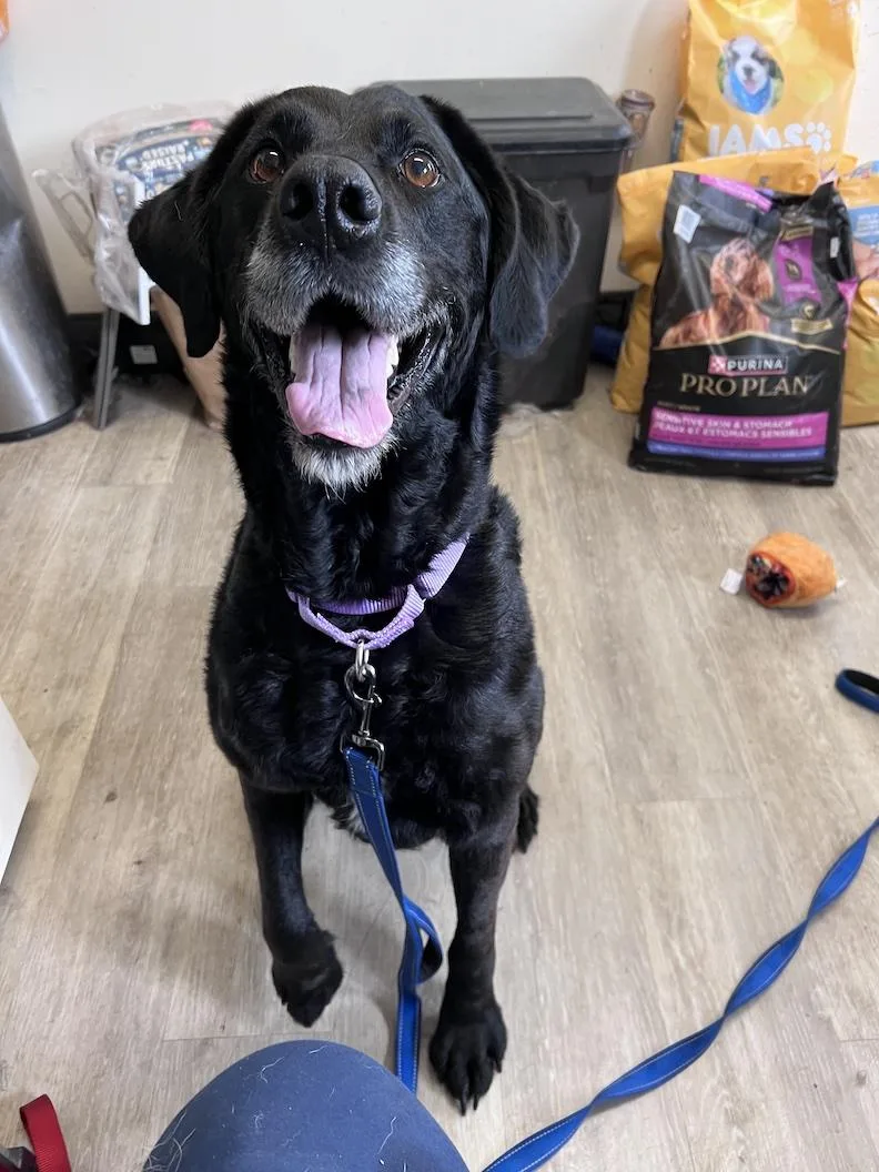 An adult large-sized female Black Labrador Retriever dog named Lacynot Accepting Applications Yet for adoption in Medina, OH