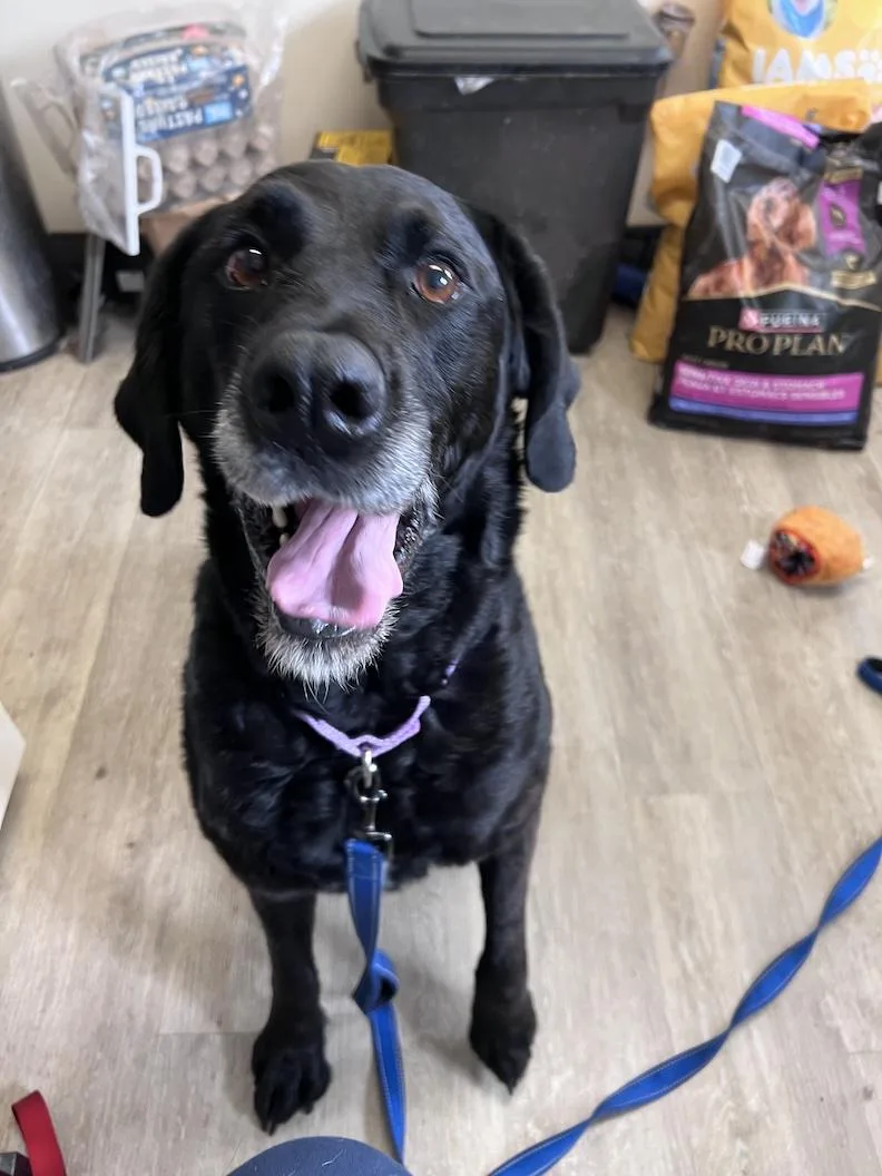 Lacynot Accepting Applications Yet thumbnail 2