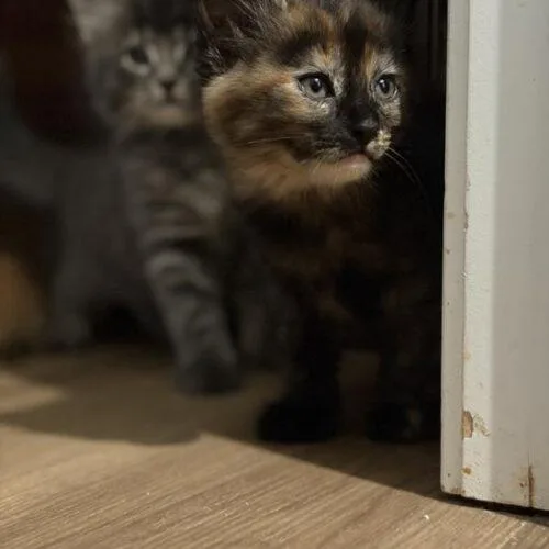A baby small-sized female Tortoiseshell Domestic Short Hair cat named Gemini for adoption in Tampa, FL