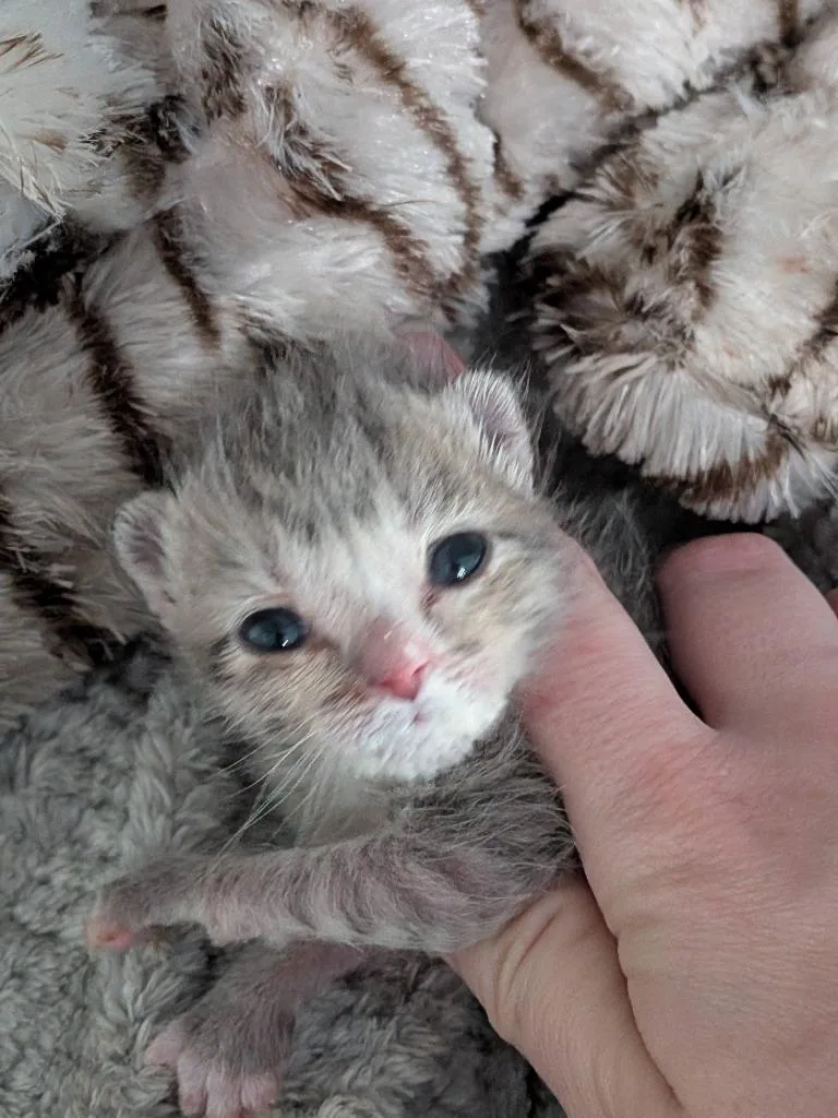 A baby medium-sized female Tabby cat named Princess Margot for adoption in San Antonio, TX