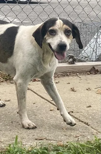 An adult medium-sized female White / Cream Beagle dog named Kelsey for adoption in Glasgow, KY