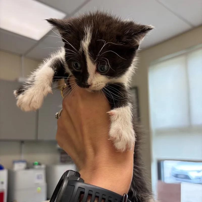 A baby small-sized female Domestic Short Hair cat named Crackle for adoption in Red House, WV