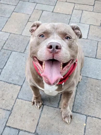 An adult extra large-sized male Mixed Breed dog named Astro for adoption in Fairfax, VA