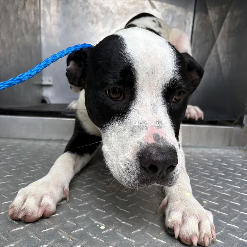 A young medium-sized male Black Pit Bull Terrier dog named Dansby for adoption in Bryan, TX