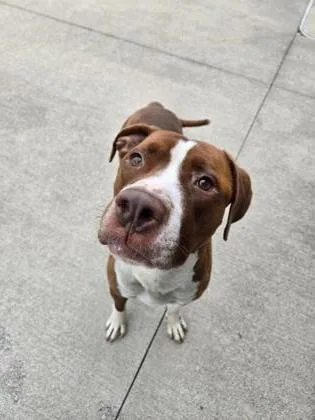 An adult medium-sized male Pit Bull Terrier dog named Dexter for adoption in Westland, MI
