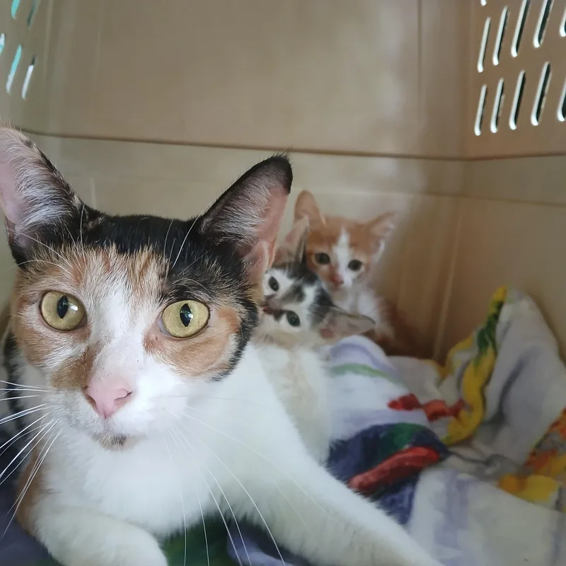 An adult medium-sized female Calico cat named Gizzmo for adoption in Eaton Rapids, MI