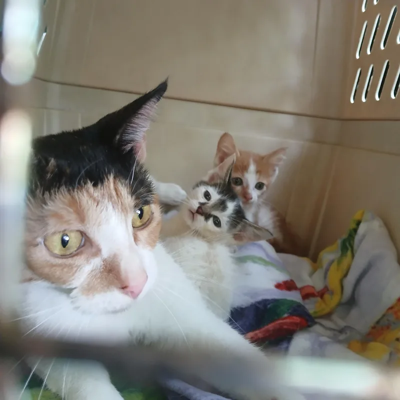 Gizzmo thumbnail 2