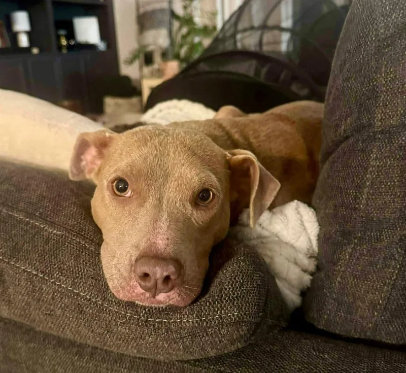 A baby medium-sized female Yellow / Tan / Blond / Fawn Pit Bull Terrier dog named Holly for adoption in Shawnee, OK