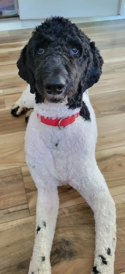 A young large-sized female Poodle dog named Daphne for adoption in Crossville, TN