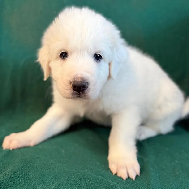 A baby large-sized male White / Cream Great Pyrenees dog named Tater for adoption in St. Peters, MO