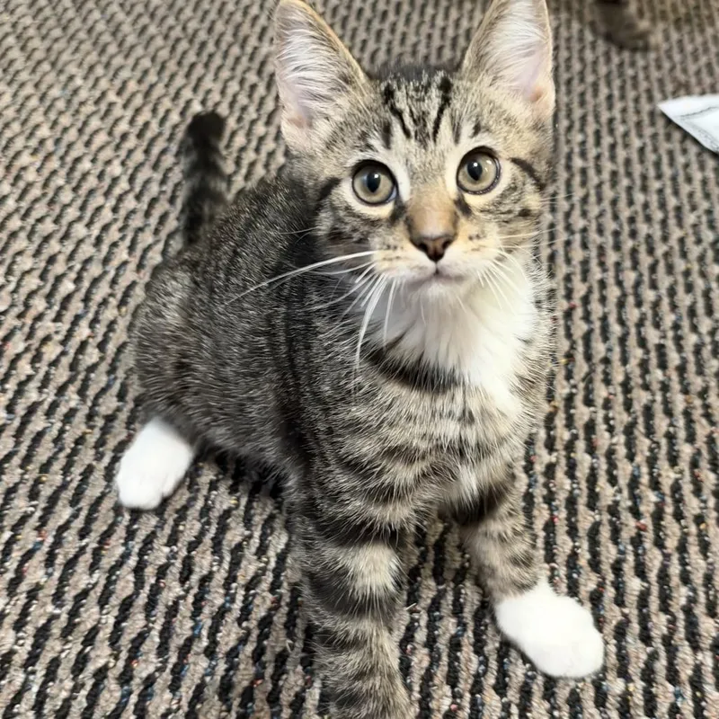 A baby small-sized male Domestic Short Hair cat named Oli for adoption in Parkersburg, WV