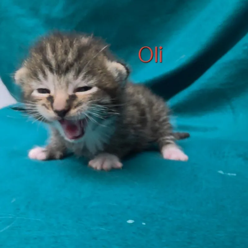 Oli thumbnail 2