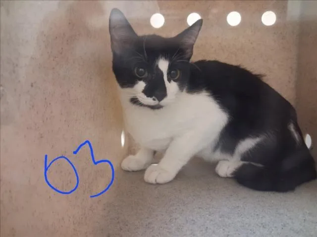 A young medium-sized female Domestic Short Hair cat named Haybale for adoption in Santa Fe, NM